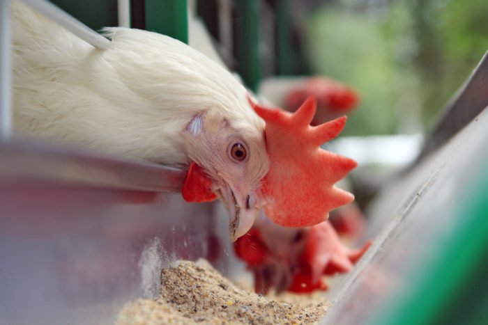 Poultry Nutrition - Rossari Biotech Limited